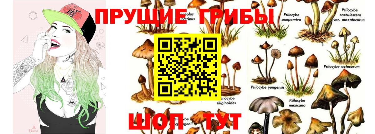 Псилоцибиновые грибы Psilocybine cubensis Качканар