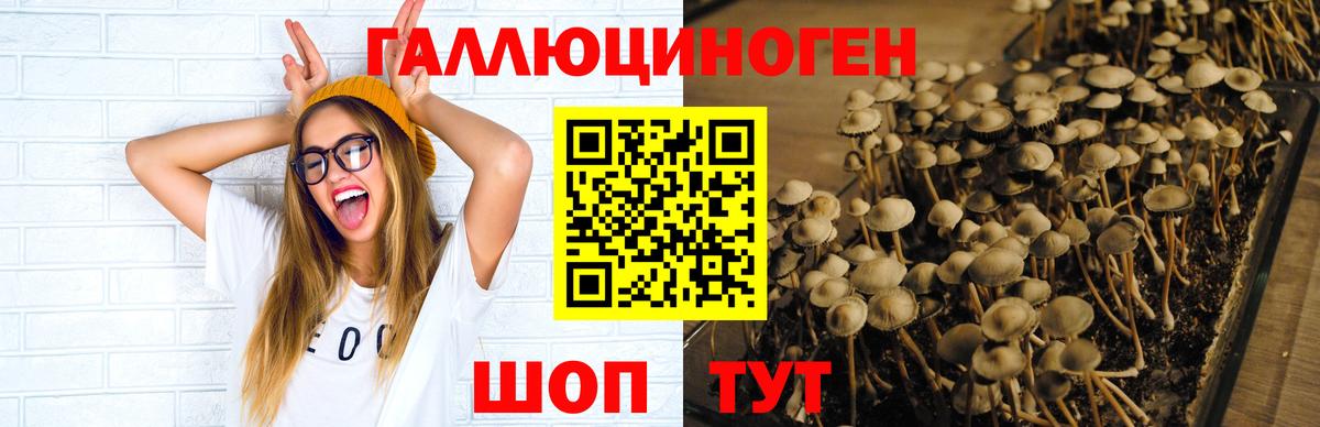 Качканар  Псилоцибиновые грибы Psilocybe  Вход с VPN 
